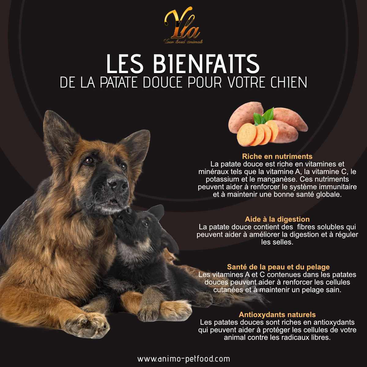 bienfaits-de-la-patate-douce-pour-les-chiens